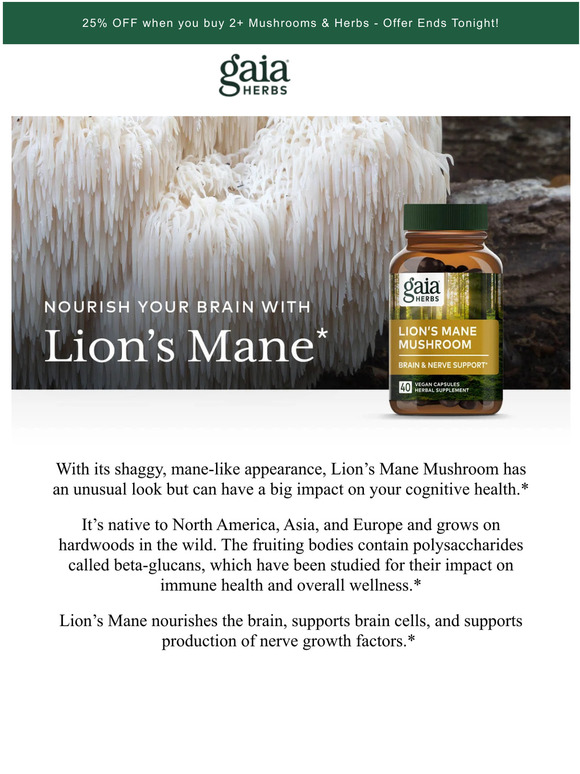 Gaia Herbs What you need to know about Lion’s Mane Mushroom Milled