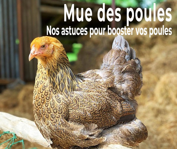 chemin des poulaillers 🐓 Boostez la ponte de vos poules pendant la mue Milled