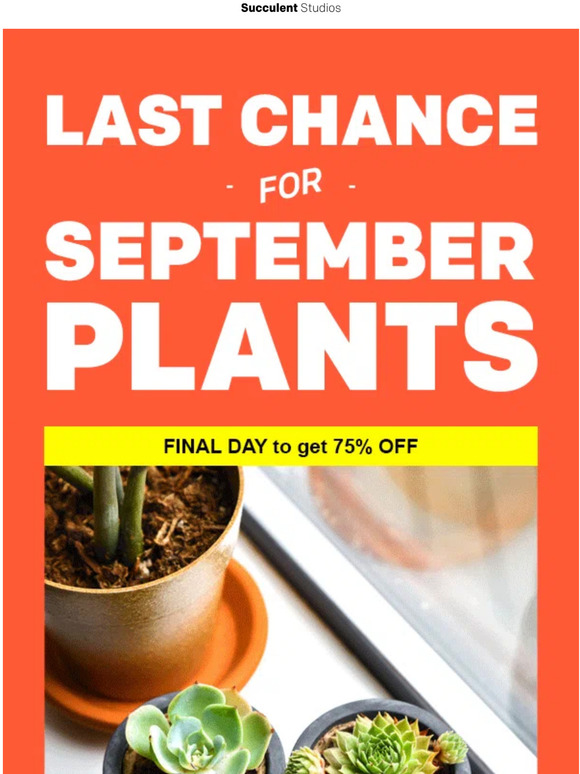🚫 LAST CHANCE to get 75% off the September plants!
