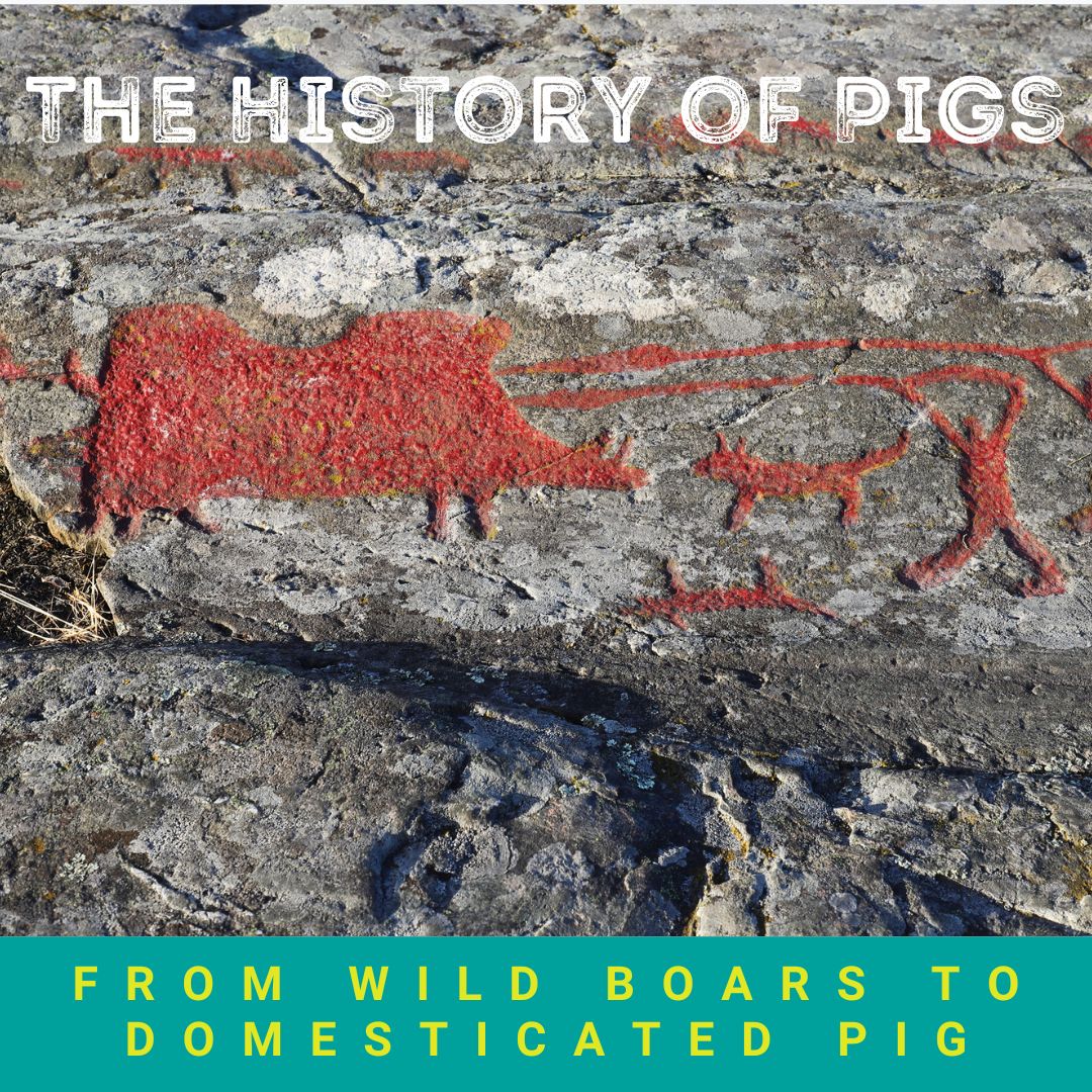 Cooks Venture The History of Pigs Milled