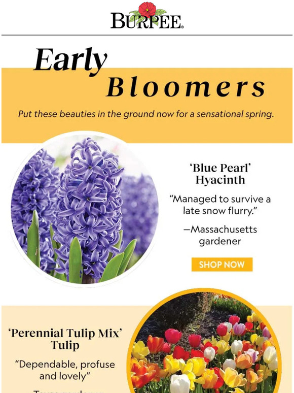 Burpee Gardening Early Bloomers to Plant Now Milled