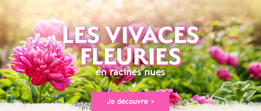 Willemse, Plantes Pour Le Jardin: Focus: Jusqu'à -30% Sur Les Plantes ...