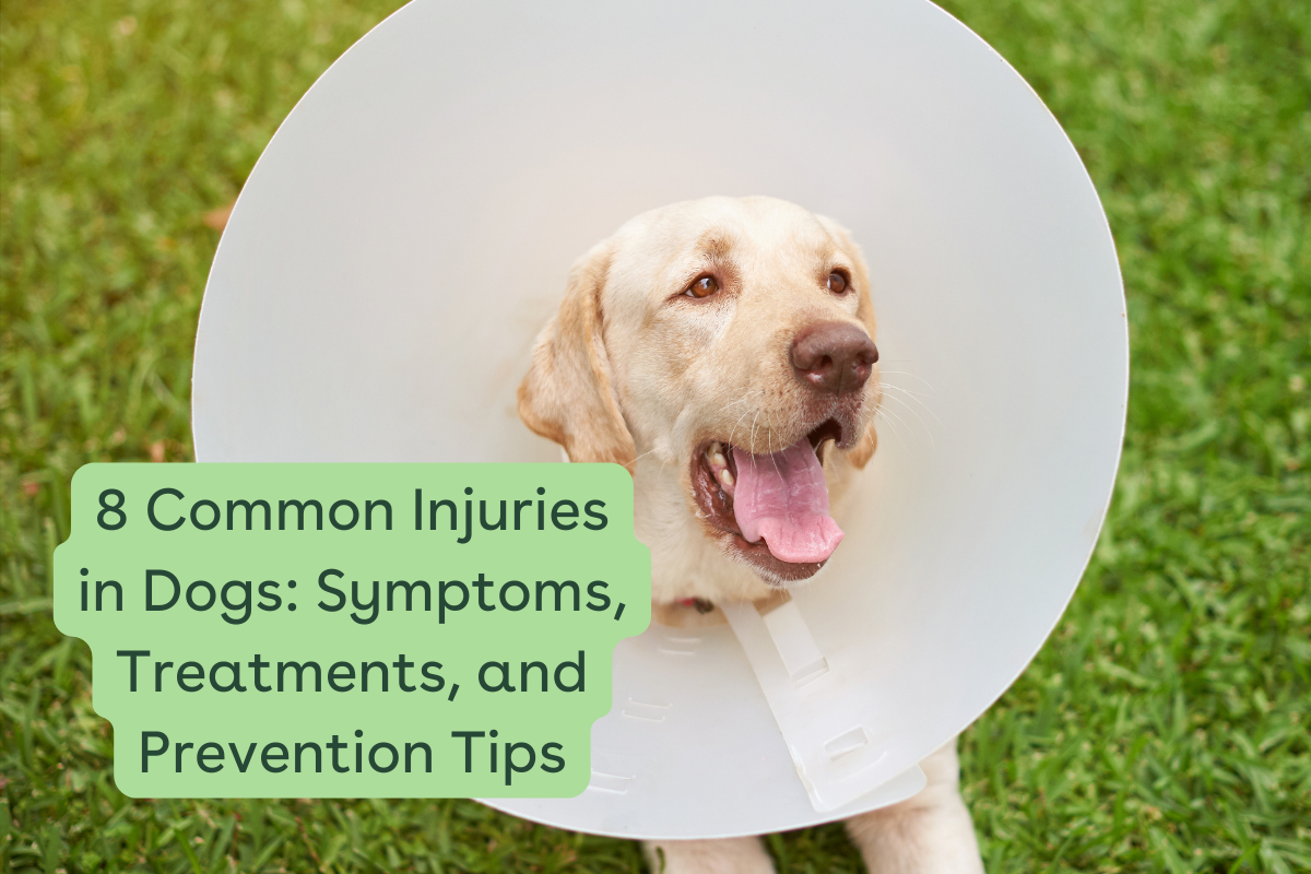 pupford [article] 8 Common Injuries in Dogs Symptoms, Treatment, and