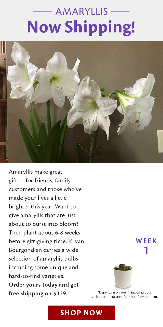 K. Van Bourgondien & Sons, Inc. Big news! Amaryllis bulbs are now shipping 😊 Milled