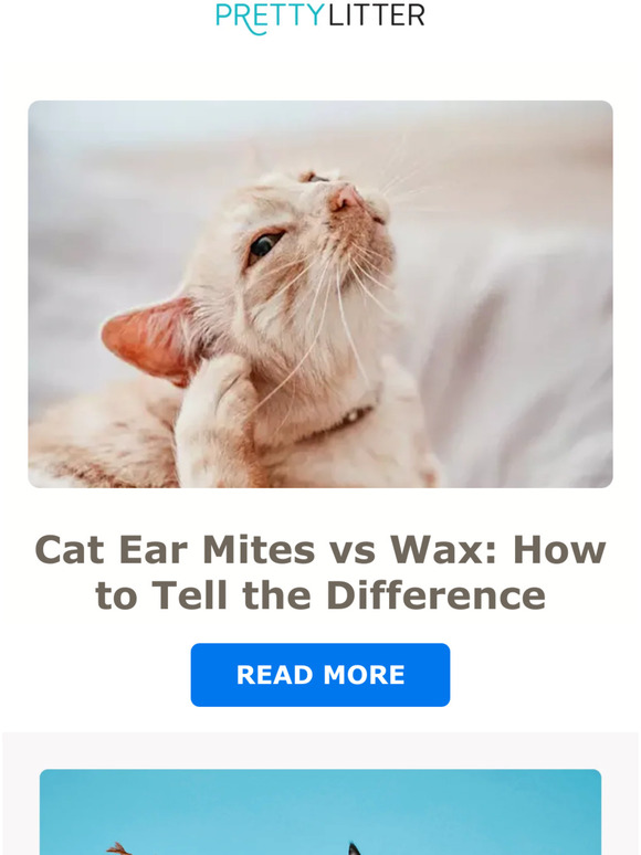 PrettyLitter CA What’s Inside Your Cat’s Ears? 👀 Milled