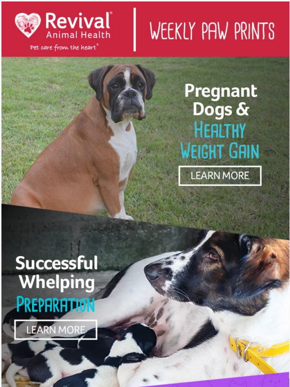 Revival Animal Health Eating for Several What Does Your Dog Need