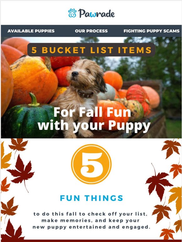 5 Fall Bucket List Items to Do With Your Puppy 🍁🐕 🎃