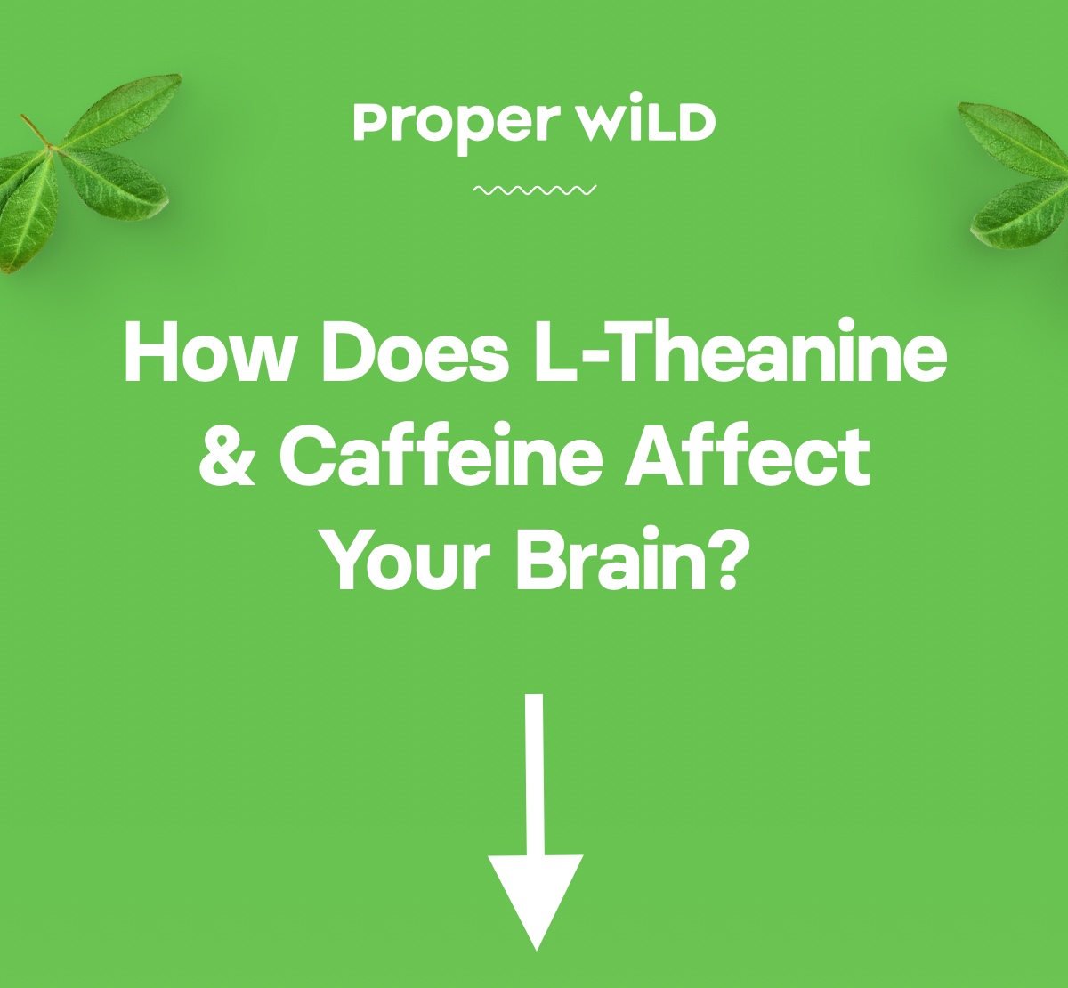 How Long Does L Theanine Stay In Your System Proper Wild: How Does L-Theanine & Caffeine Affect Your Brain? | Milled