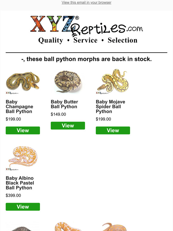 🐍 Champagnes, Butters & More Ball Morphs In Stock