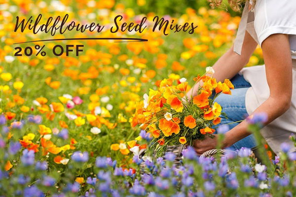 Wildflower Field