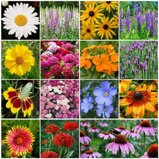 All Perennial Flower Seed Mix