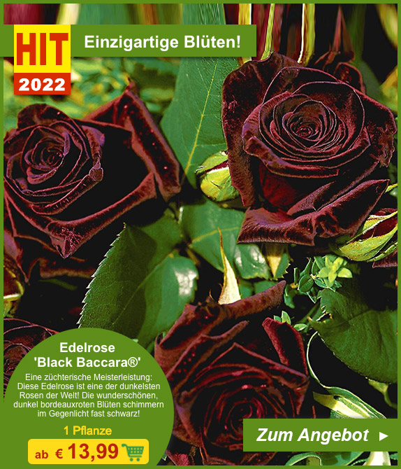 BALDURGarten KOO 🌹 JETZT ist die beste RosenPflanzzeit! Milled