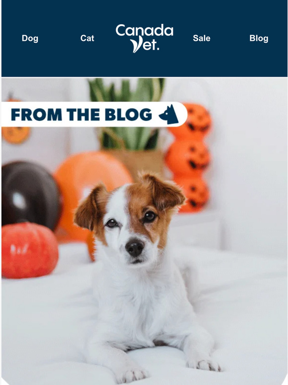 CanadaVet 7 Tips For a Spooky but Safe Halloween with Your Pet 👻 Milled