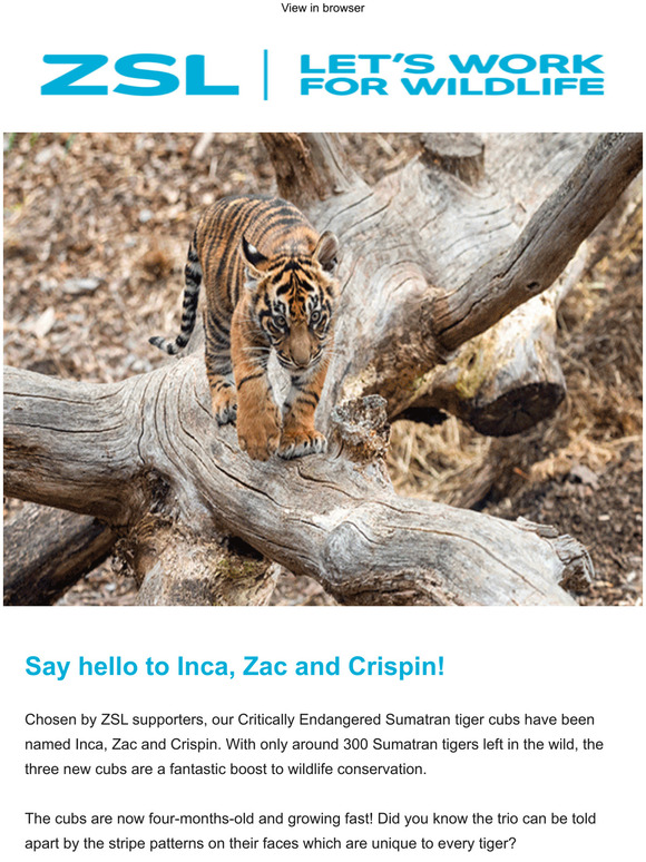 Find out London Zoo's tiger cubs' names! 🐯🐯🐯