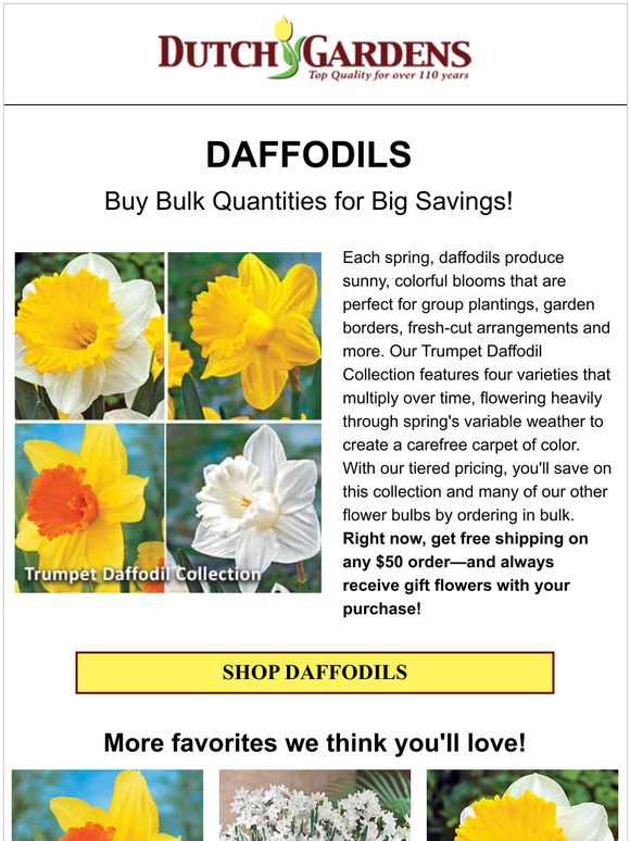 Buy daffodils in bulk and save 💰