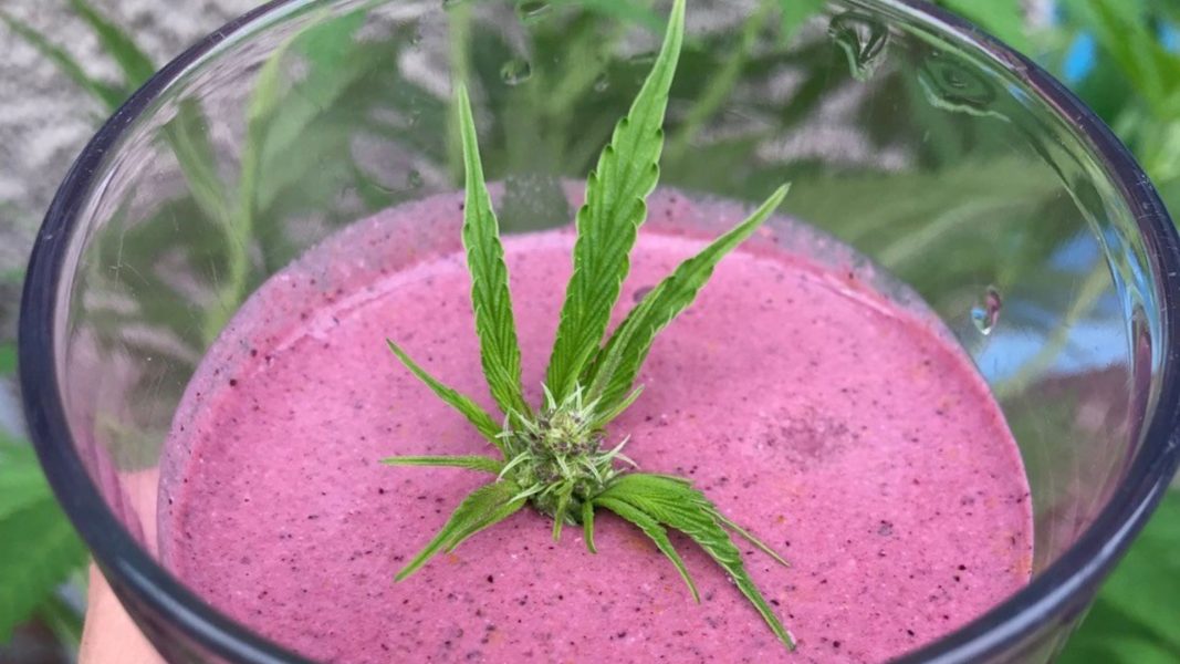 CBDA Smoothie Recipe with Cannabis Flower