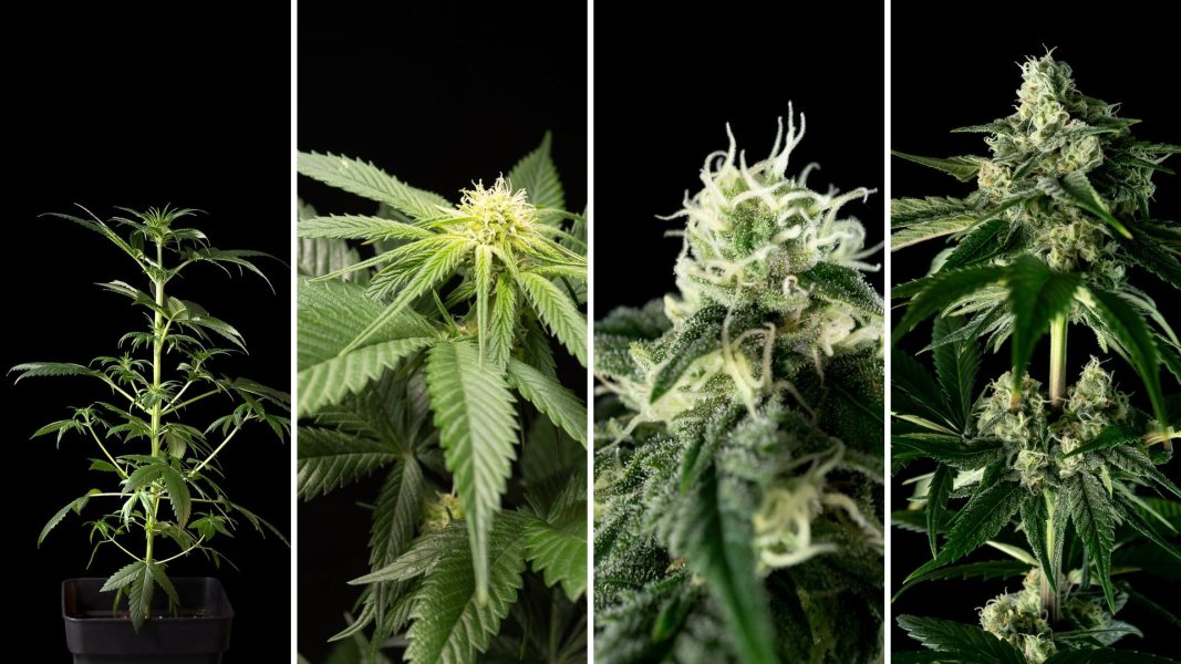 Cannabis Flowering Stages Explained