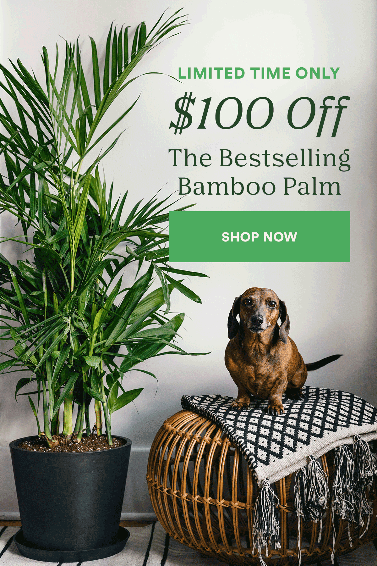 Bloomscape Get 100 off This Bestseller Milled