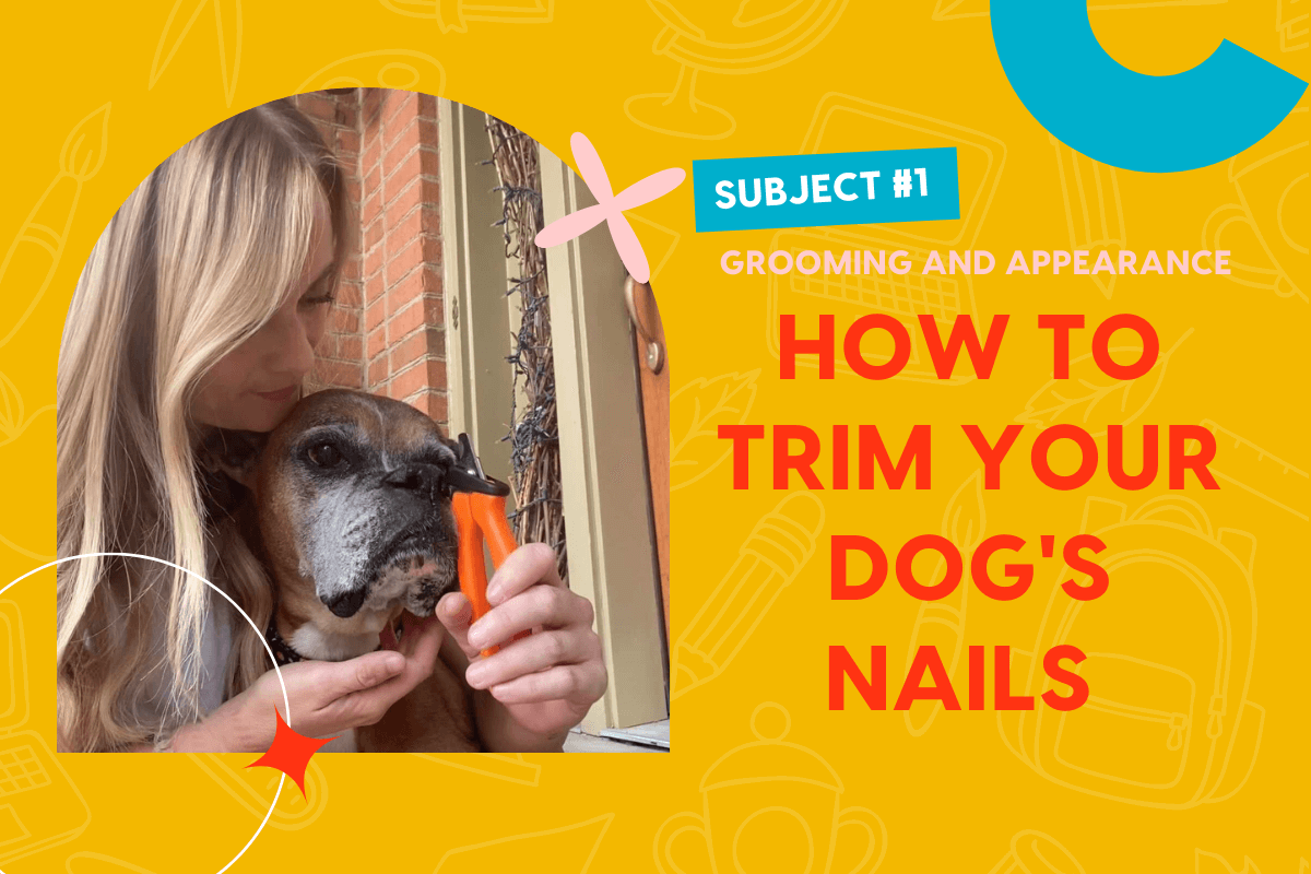 pupford [article] How to Safely Trim Your Dog's Nails 🐾 w/ a Video