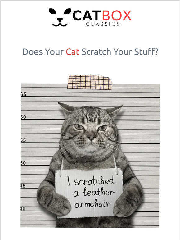Cat Box Classics Does Your Cat Scratch Your Furniture? Here's Why Milled