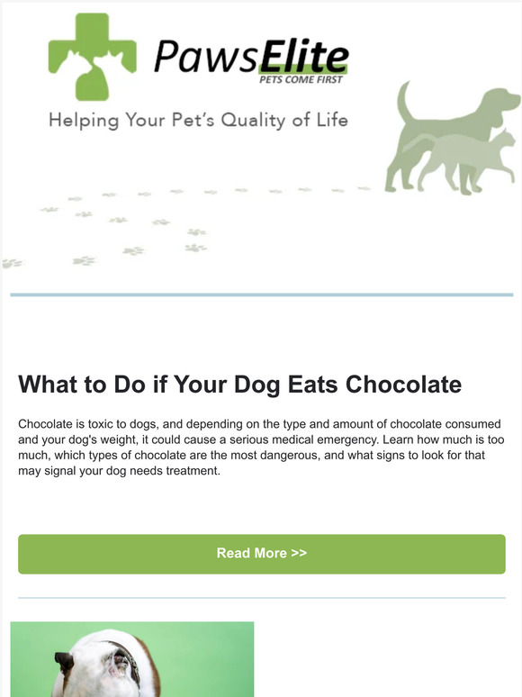 What to Do if Your Dog Eats Chocolate this Halloween