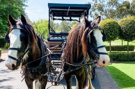 Hunter Valley: 75-Minute Horse-Drawn Carriage Wine Tour with Wine Tasting and Cheese