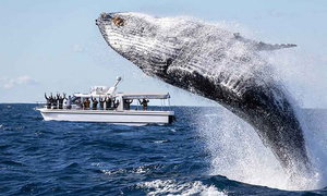 Three-Hour Whale Watching Cruise with Sea Monkey Sailing