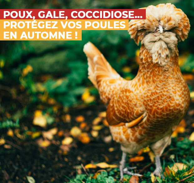conseil ; protéger votre poulailler pour l'hiver