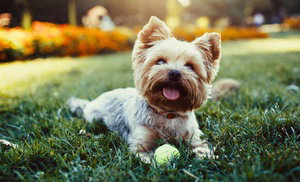 Pet Grooming Package