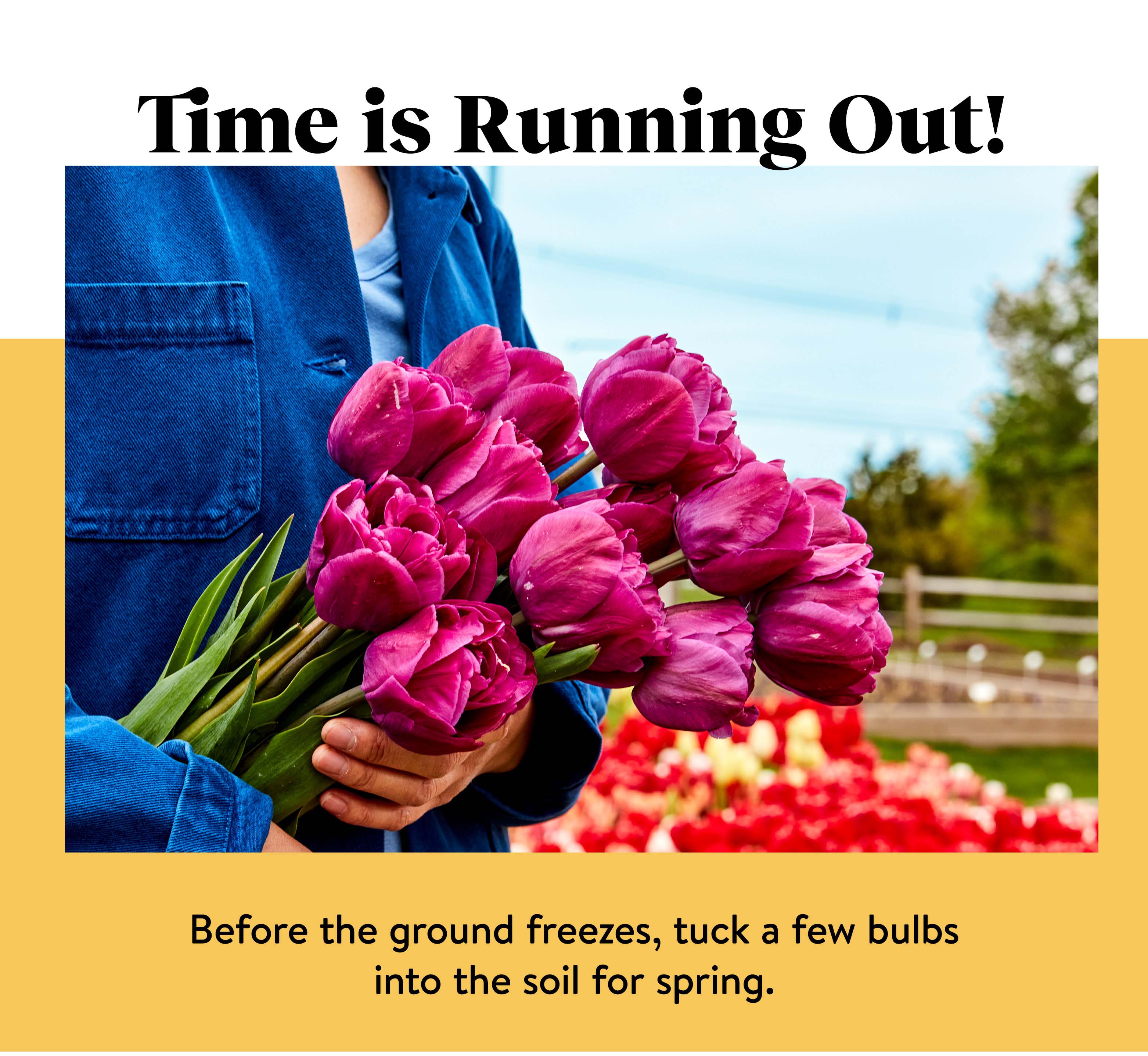 Burpee Gardening Ends Tonight 40 Off Garlic, Bulbs & Perennials Milled