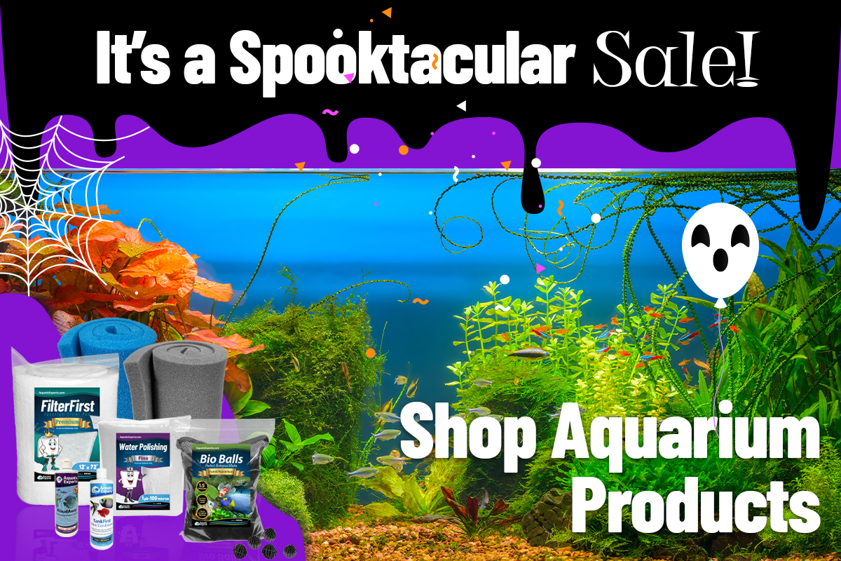 Experts Guide To Saltwater Aquariums Plus 3 Bonus Reports Aquatic