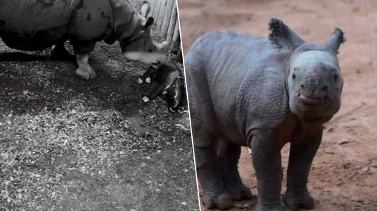 Beelden tonen hoe zeldzame Indische neushoorn geboren wordt