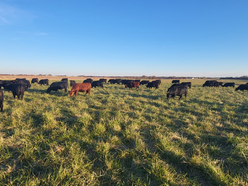 grassfed beef, grassfed steaks