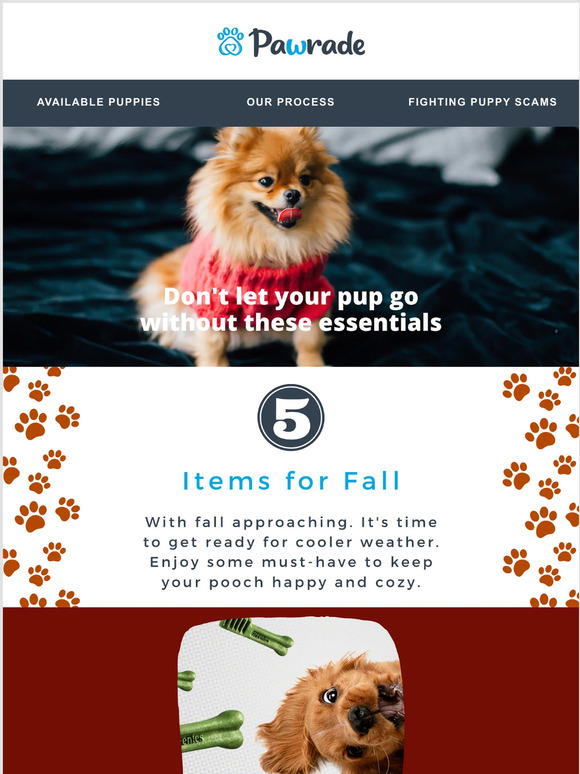 Fall essentials for your furry friend 💙🐶