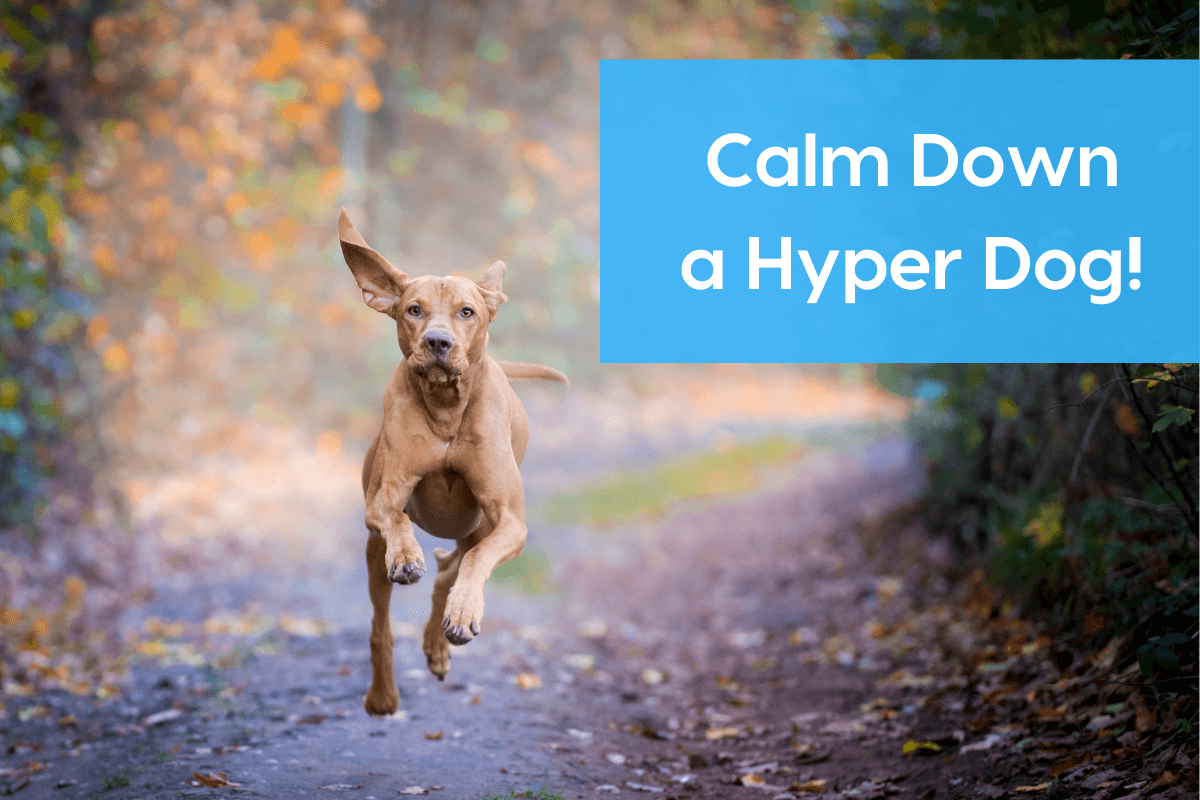 pupford [article] How to Calm Down Your Pup Milled
