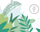 Facebook Link | Facebook Icon