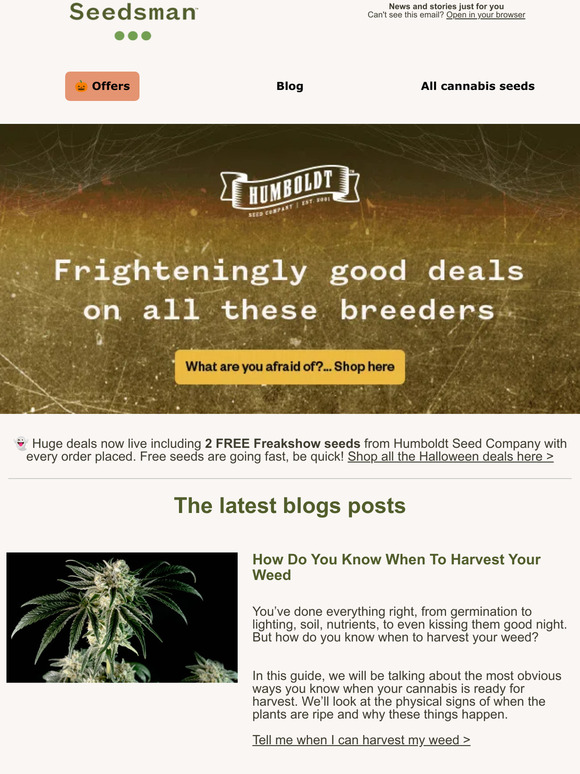 SeedsMan 🤔 How Do You Know When To Harvest Your Weed? Milled