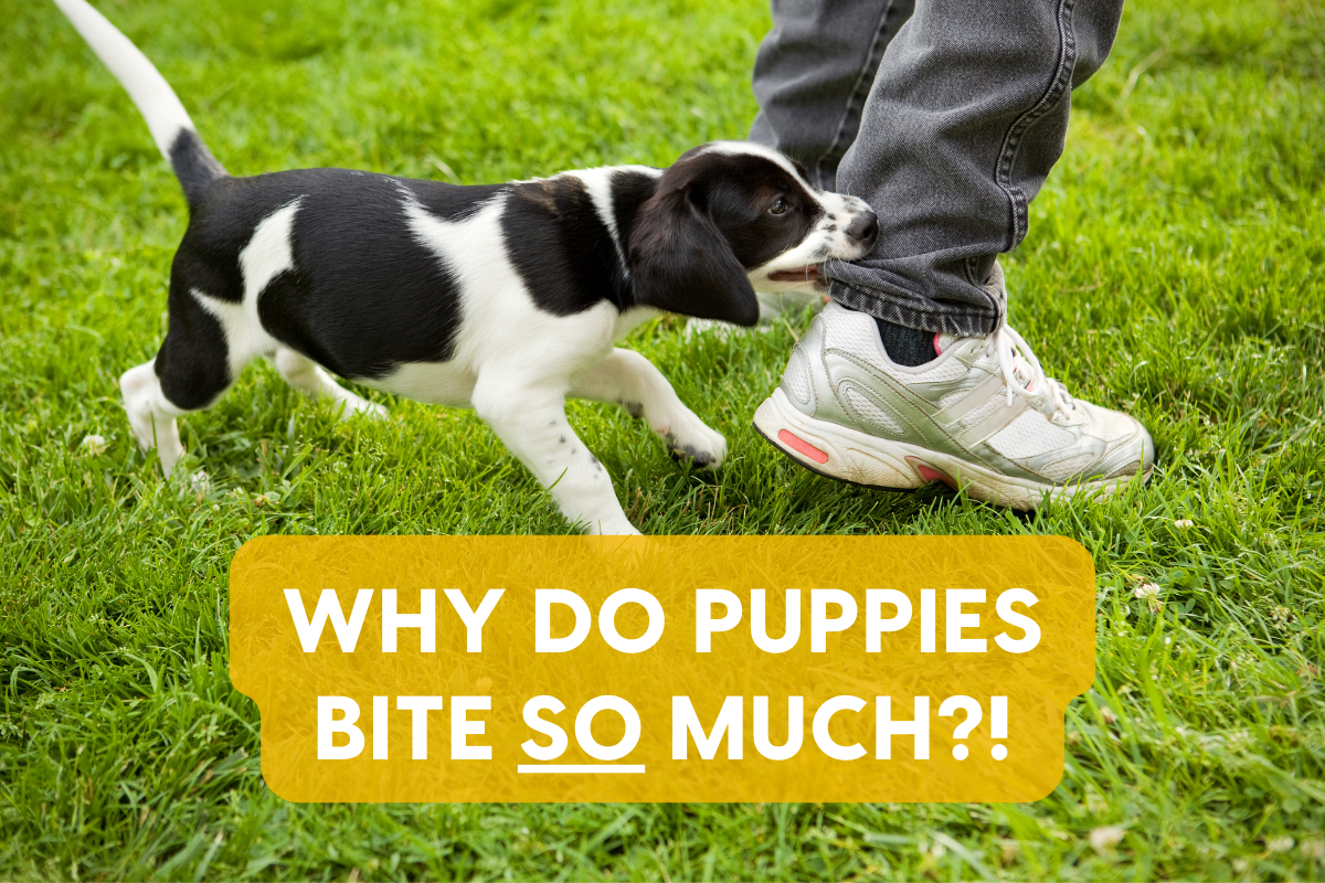 Pupford LLC [article] 9 Reasons Puppies Bite So Much Milled