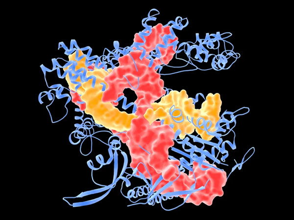 Molecular model of CRISPR-CAS9 gene editing complex in red, yellow and blue colours