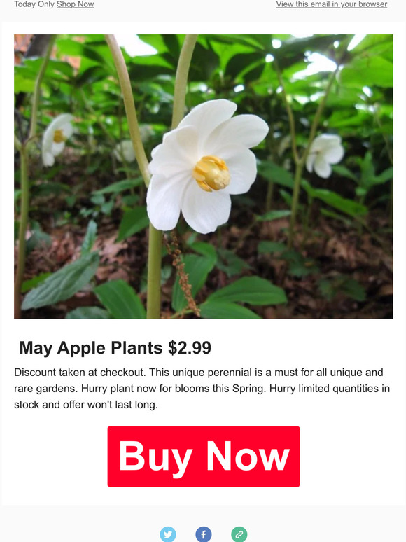 Native Wildflowers Nursery Thankful for Savings Milled