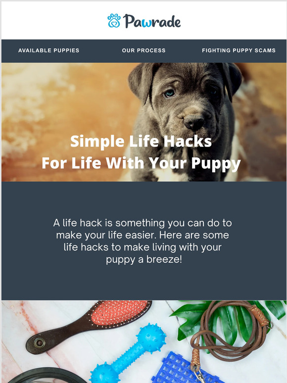 Simple Life Hacks For Puppy Owners 💙🐶