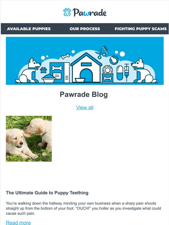 Have you seen our new blog? 👀🐶 Woof! Check it out!