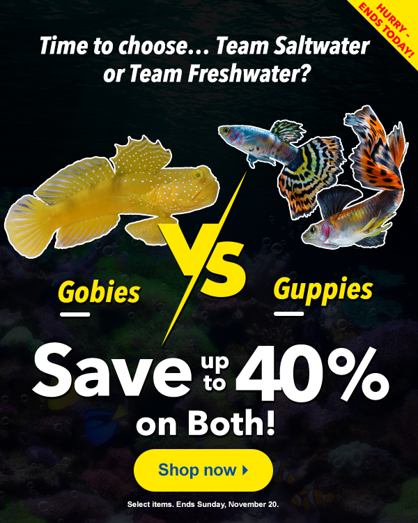 Time to choose between Gobies and Guppies, as it all