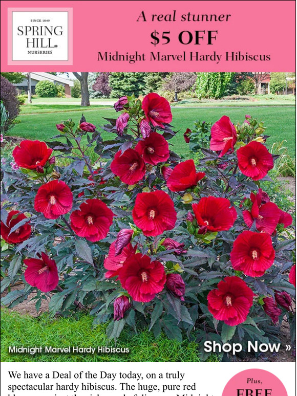Spring Hill Nursery This hardy hibiscus is stunning Milled