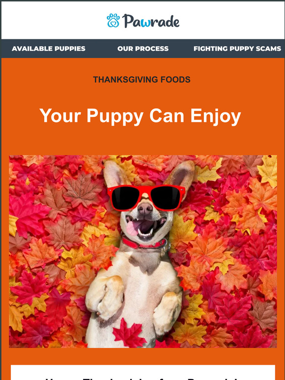 Happy Thanksgiving From Pawrade 🐶🦃
