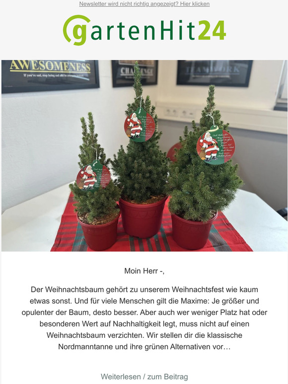 Nachhaltige Weihnachtsbaumalternativen