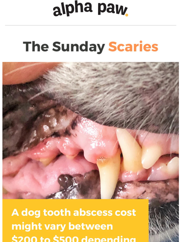 Alpha Paw Dog Tooth Abscess is extremely costly and dangerous... Milled