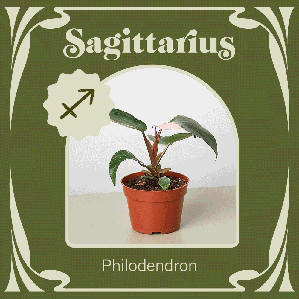 House Plant Shop It's Sagittarius Season ♐ Milled