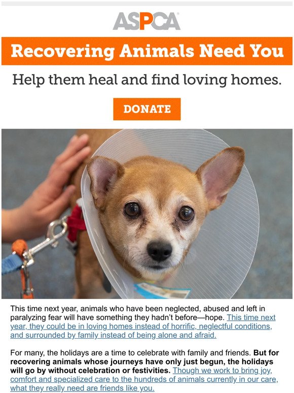 Can You Help Animals Today?