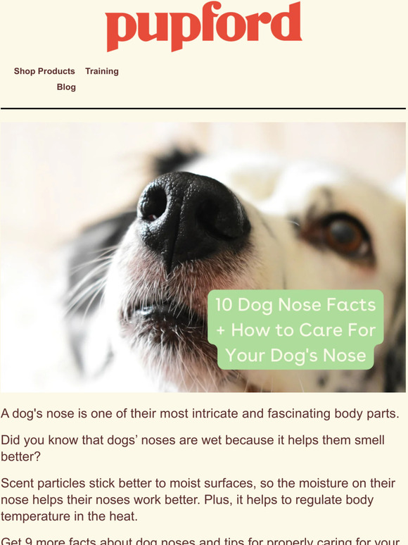 pupford [article] 10 Facts About Dog Noses Milled